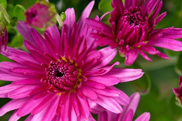 Close-up of vibrant pink chrysanthemum flowers in bloom, with layered petals and a dark center, set against a blurred green background.
