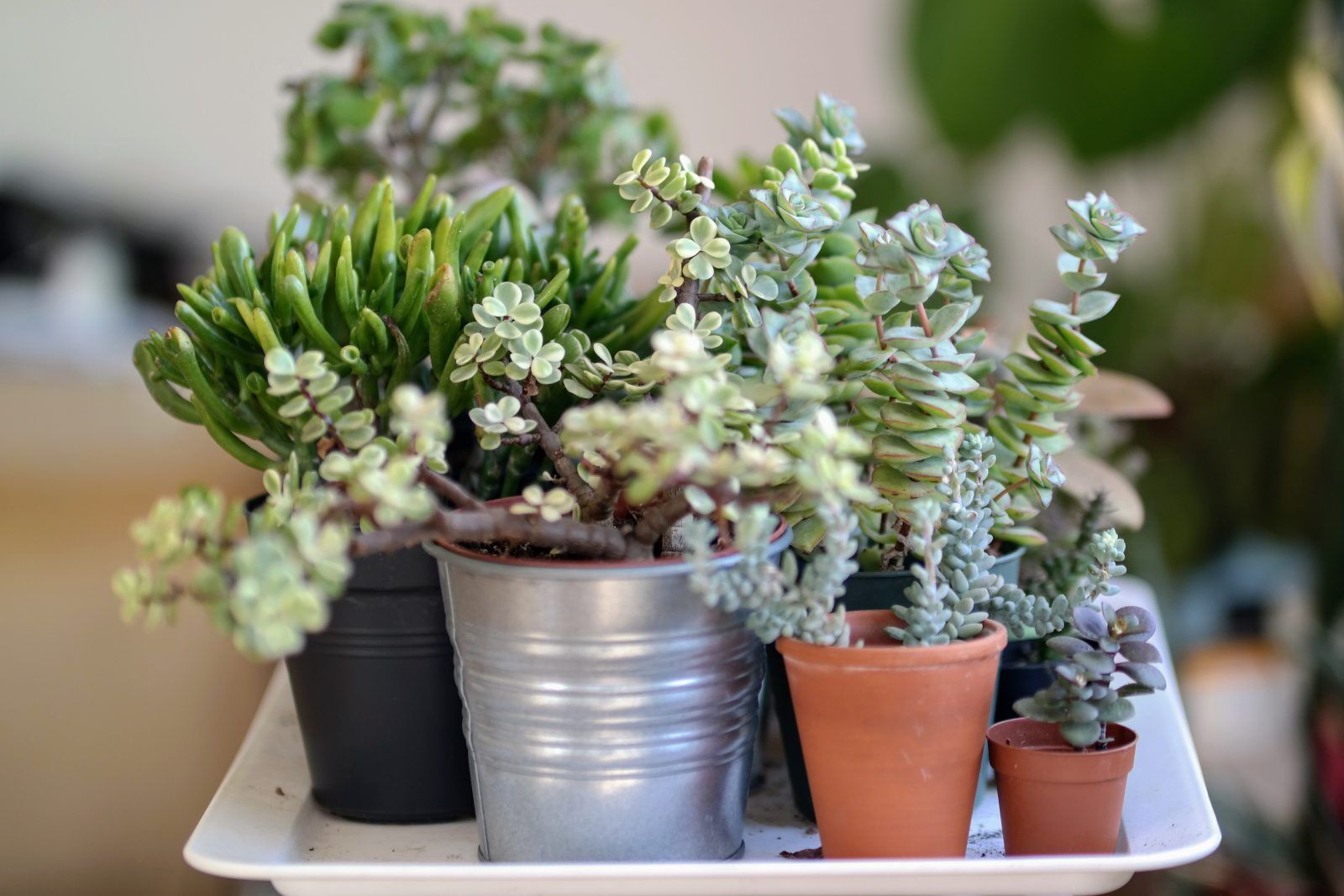 A group of various succulent plants in different pots, including metal and terracotta containers, arranged closely together on a white surface with a blurred background.