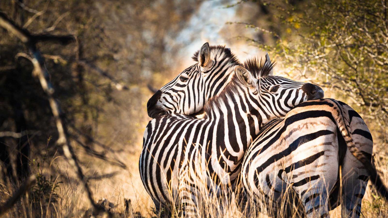 Two zebras stand in tall dry grass with their necks intertwined, facing opposite directions. Sunlight highlights their black and white stripes against a blurred background of trees and vegetation.