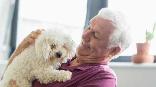 Pets