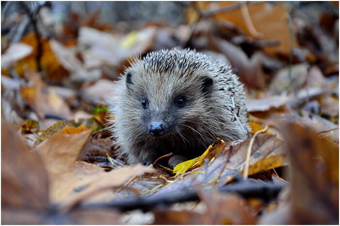 Hedgehog in leaves
