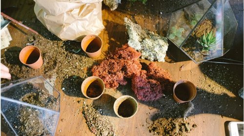 A tabletop covered with soil, small potted plants, red moss, rocks, a paper bag, and two glass terrariums in the process of being assembled. Gardening tools and supplies are scattered around.