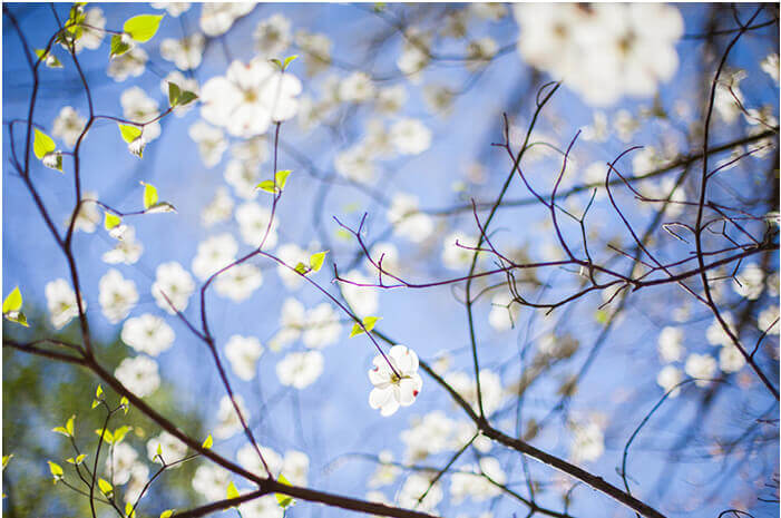 Spring plants