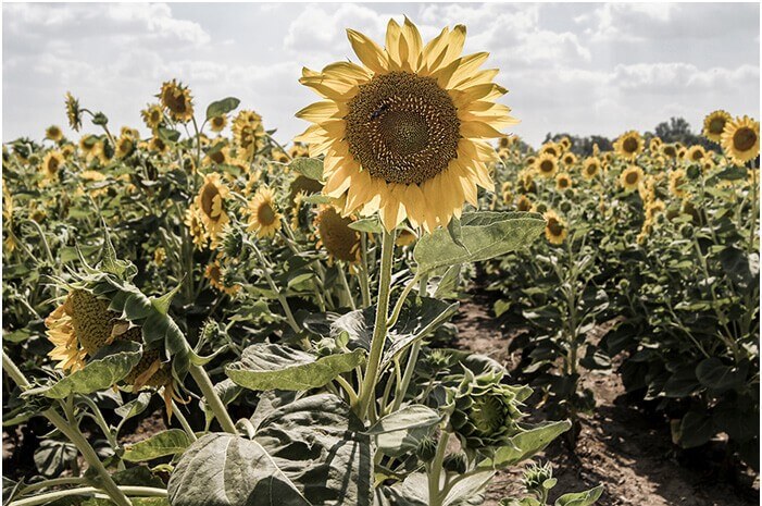 Summer plants