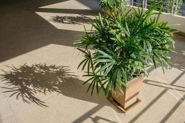 Green lady palm or Bamboo with shadow on brown floor rough (Rhap