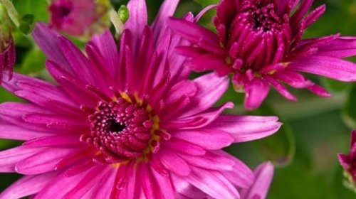 Close-up of vibrant pink chrysanthemum flowers in bloom, with layered petals and a dark center, set against a blurred green background.