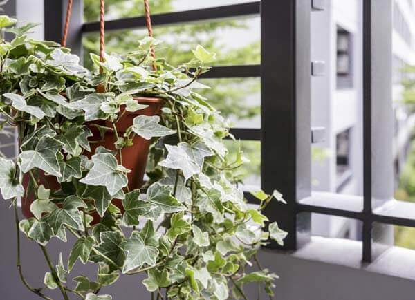 Home and garden concept of english ivy plant in pot on the balcony