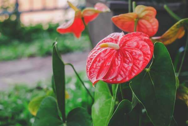 Anthurium or Pink flamingo flower bloom in garden