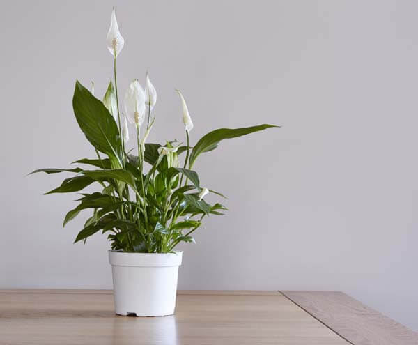 Peace lily houseplant