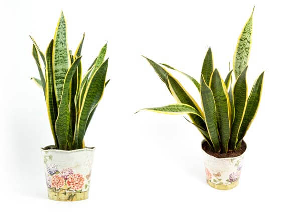 Sansevieria trifasciata or Snake plant in pot on a white backgro