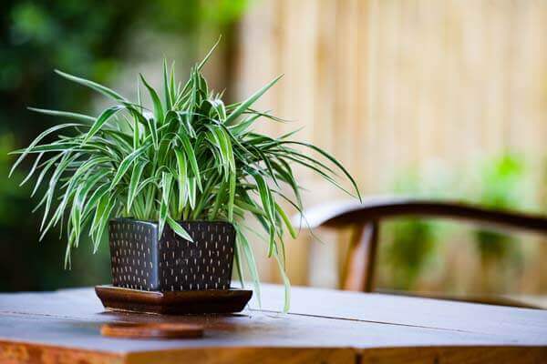 Chlorophytum in flowerpot on table. Variegatum, comosum. Spider