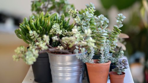 A group of various succulent plants in different pots, including metal and terracotta containers, arranged closely together on a white surface with a blurred background.