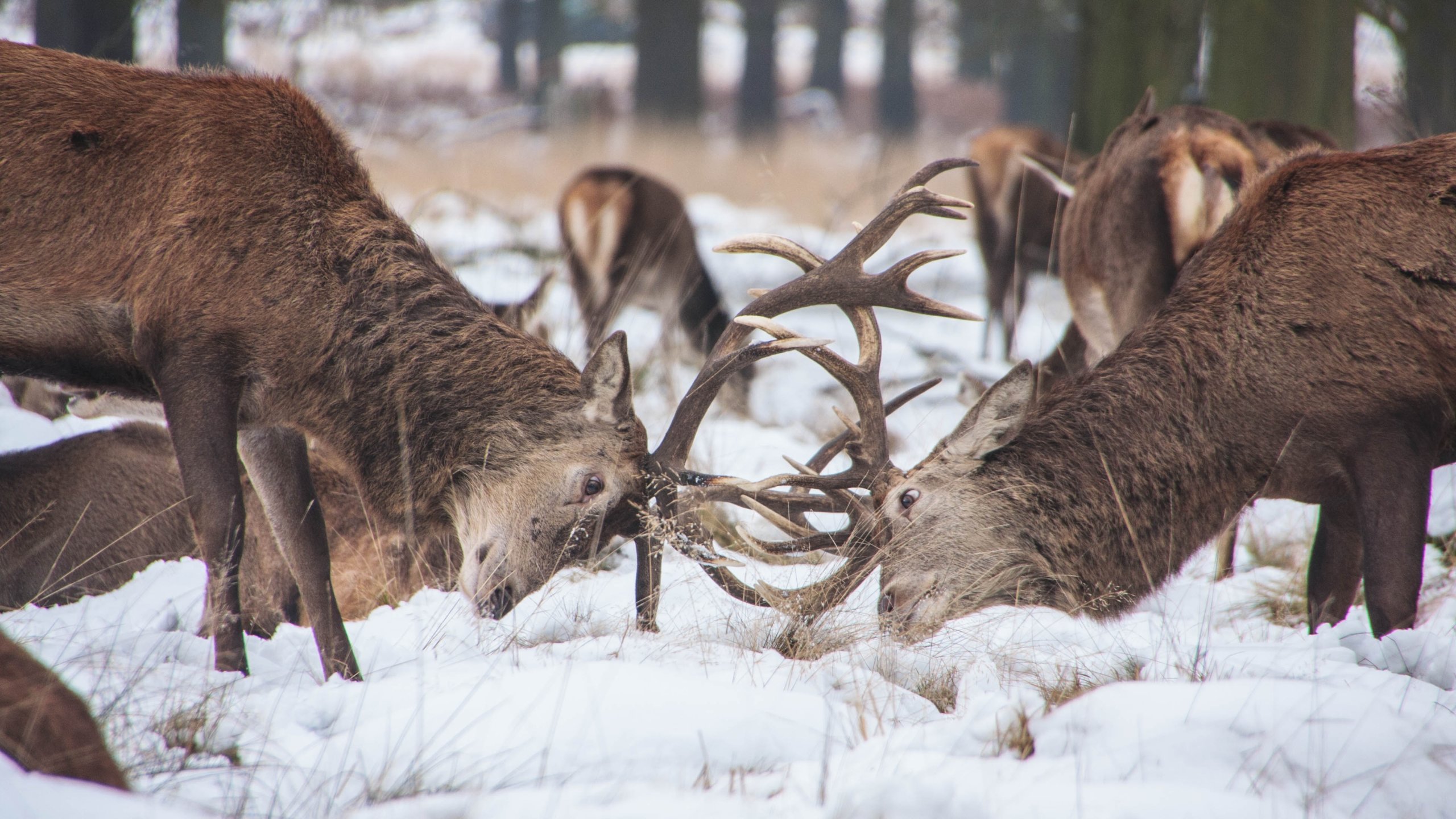 Deers in the snow